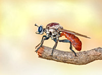 Cerotainiops abdominalis