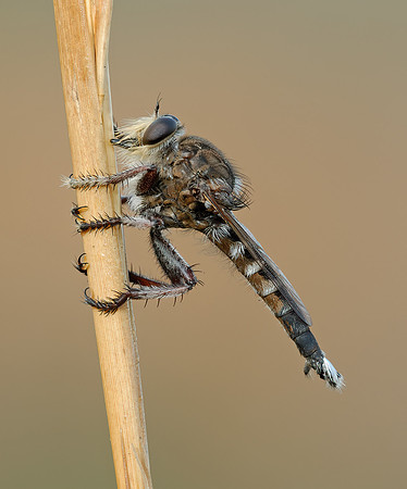 Promachus quadratus