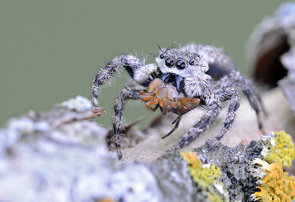 Platcryptus undatus with prey