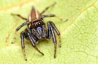 Colonus sylvanus