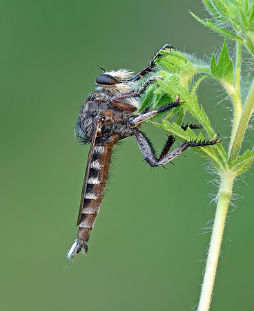 Promachus quadratus