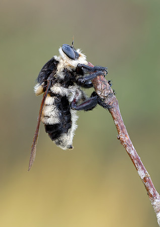 Mallophora bomboides