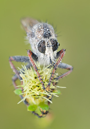 Proctacanthus brevipennis