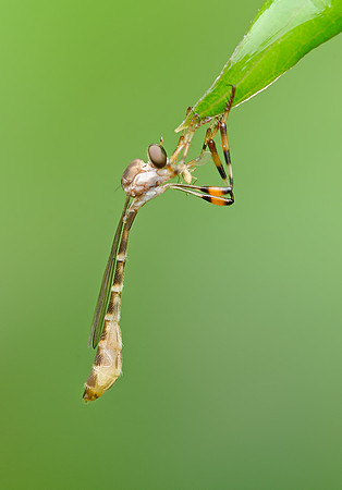 Psilonyx annulatus