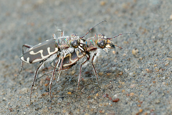 Cicindela hirticollis hirticollis
