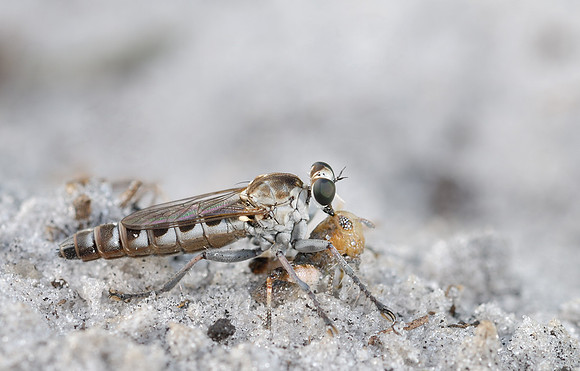 Stichopogon abdominalis