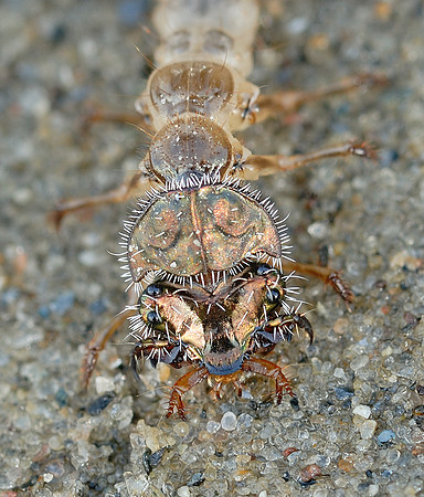 Cicindela repanda larva