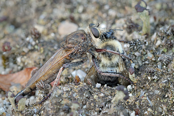 Proctacanthus philadelphicus