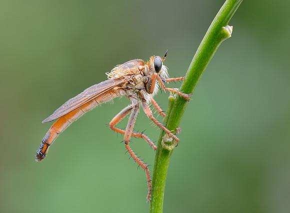 Scleropogon subulatus