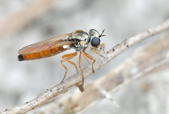 Townsendia arenicola
