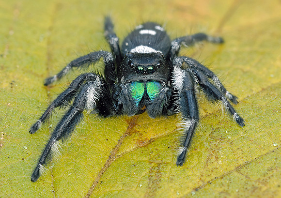Phidippus regius, adult male