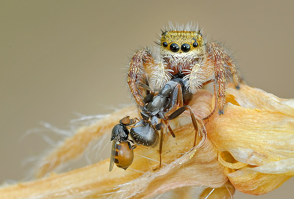 Phidippus clarus feeding on ant with chloropid fly