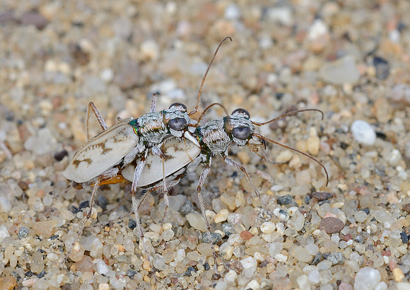 Ellipsoptera lepida