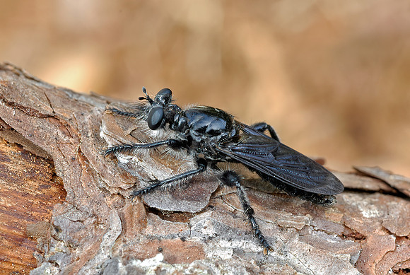Pogonosoma dorsatum