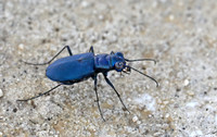 Black Sky Tiger Beetle (Cicindelidia nigrocoerulea)