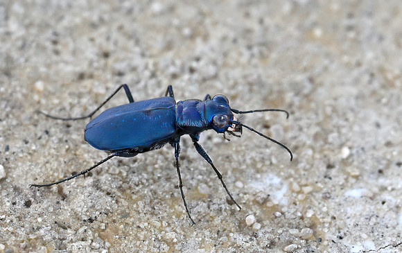 Black Sky Tiger Beetle (Cicindelidia nigrocoerulea)