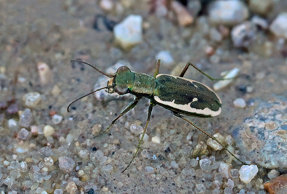 Grass-runner Tiger Beetle (Parvindela debilis)