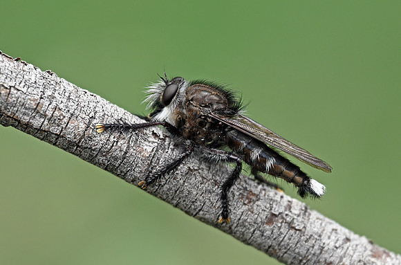 Promachus atrox