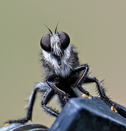 Promachus atrox