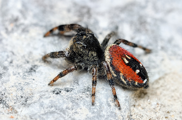 Phidippus carneus