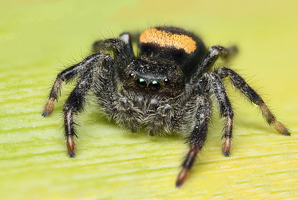 Paraphidippus basalis (Agave Jumping Spider)