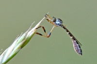 Beameromyia disfascia