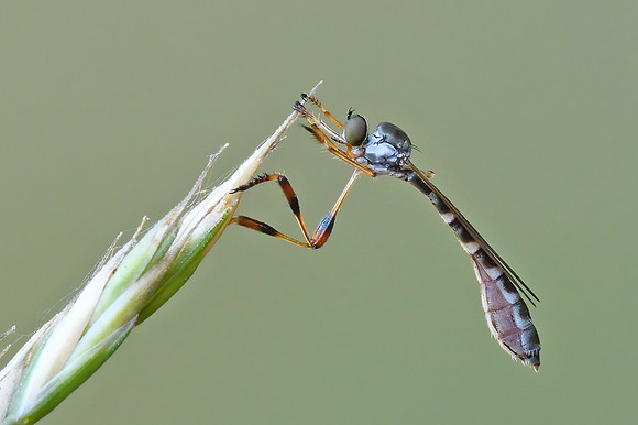 Beameromyia disfascia