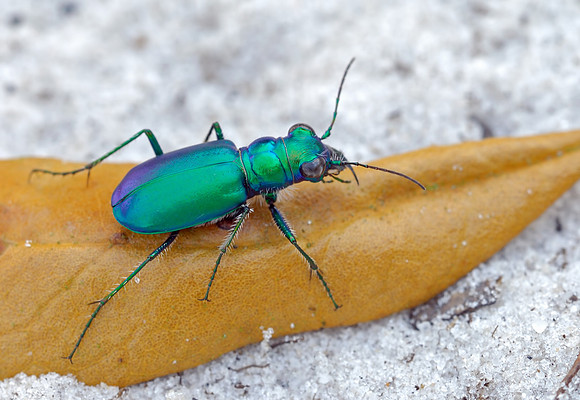 Cicindela scutellaris unicolor
