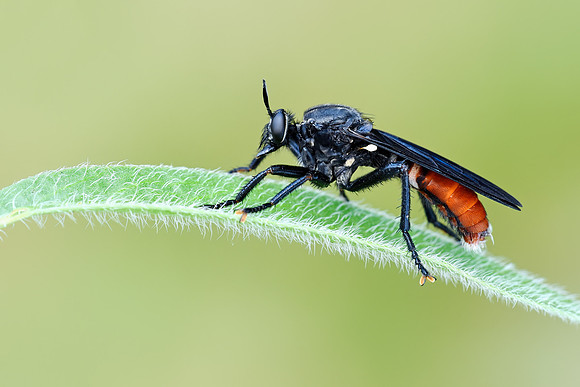 Prolepsis tristis