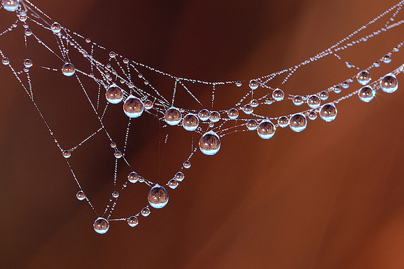 Spider web with dew