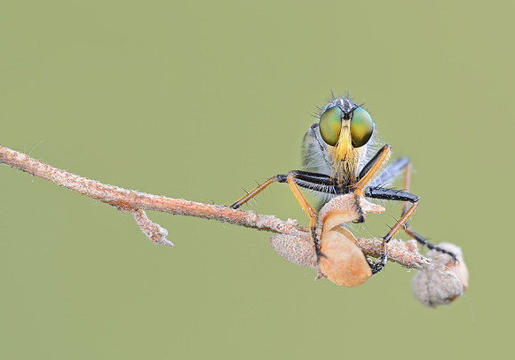 Neoitamus orphne