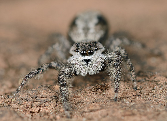 Platcryptus undatus