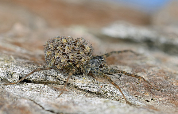 Wolf spider with young