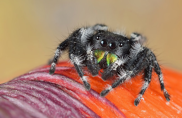 Phidippus audax (male)