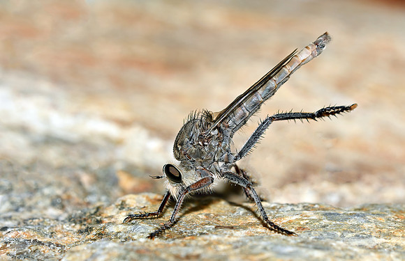 Proctacanthus occidentalis