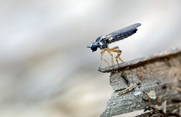 Townsendia nigra