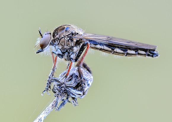 Nicocles polites