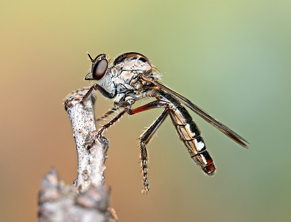 Nicocles pictus