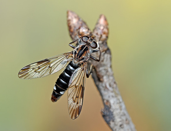 Nicocles pictus