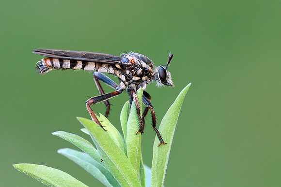Prolepsis tristis