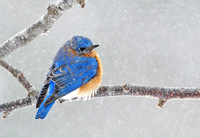 Eastern Bluebird