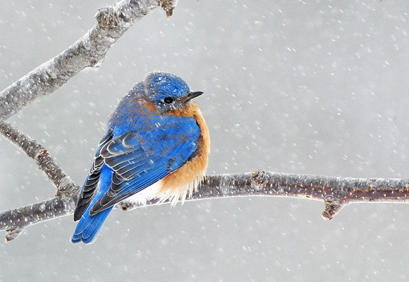 Eastern Bluebird