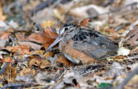 American Woodcock
