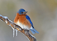 Eastern Bluebird