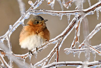 Eastern Bluebird