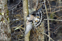 Coopers Hawk