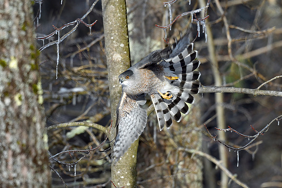 Coopers Hawk