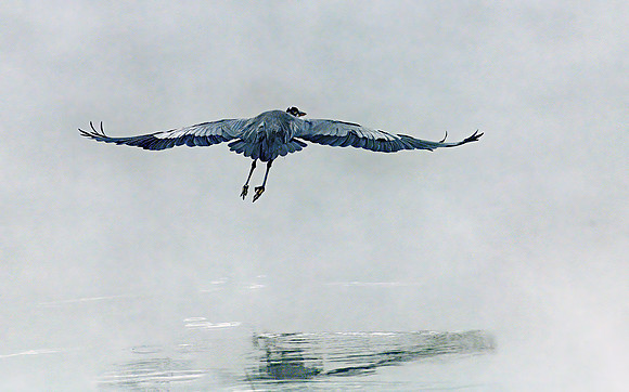 Great Blue Heron