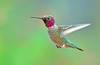 Anna's Humingbird