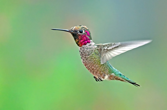 Anna's Humingbird